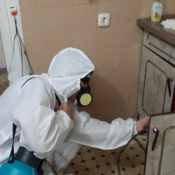 Дезинфекция от муравьев в квартире в Норильске